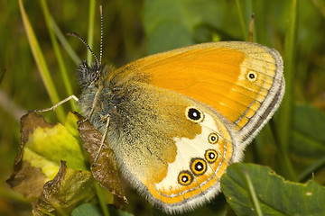 Image showing Orange butterfly