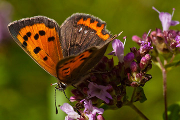 Image showing butterfly