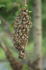 Image showing bee cluster