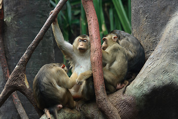 Image showing baboons