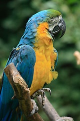 Image showing color parrot