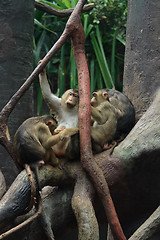 Image showing baboons