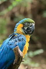 Image showing blue parrot
