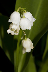 Image showing lily of the valley