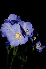 Image showing blue flower