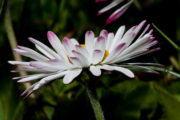 Image showing english daisy