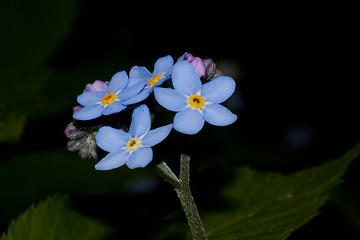 Image showing forget me not