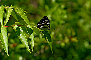 Image showing  butterfly on leaf