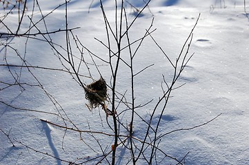 Image showing bird nest