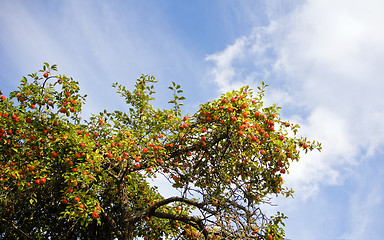 Image showing The branch of apple-tree