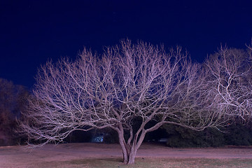 Image showing Glowing tree