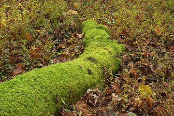 Image showing Velvet cover