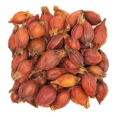 Image showing  Gardenia Fruit