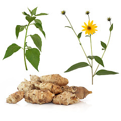 Image showing Jerusalem Artichoke 