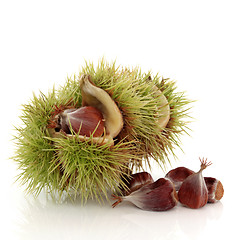 Image showing Beech Nuts