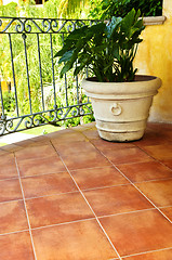 Image showing Plant on tiled Mexican veranda