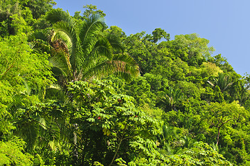 Image showing Tropical jungle background