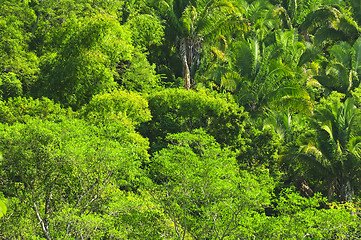 Image showing Tropical jungle background