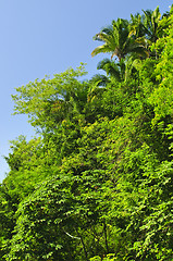 Image showing Tropical jungle background