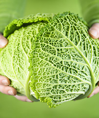 Image showing Hands holding green cabbage head