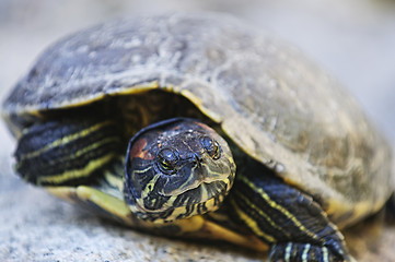 Image showing Red eared slider turtle