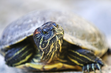 Image showing Red eared slider turtle