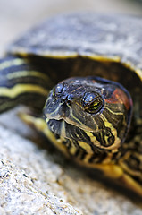 Image showing Red eared slider turtle