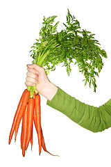 Image showing Hand holding carrots