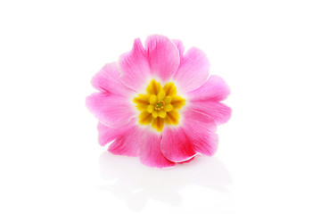 Image showing primula flower