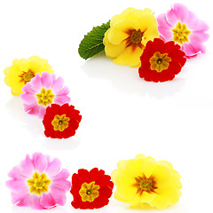 Image showing primula flowers