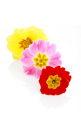 Image showing primula flowers