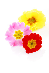 Image showing primula flowers