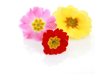 Image showing primula flowers