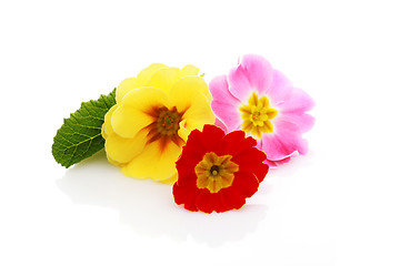 Image showing primula flowers