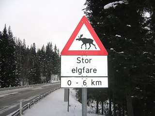 Image showing Moose danger sign