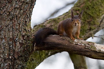 Image showing squirrl