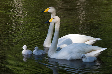 Image showing swan