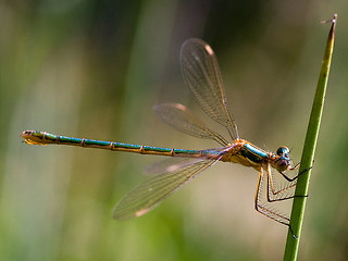 Image showing Dragonfly