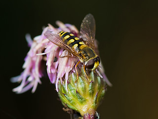 Image showing Fly