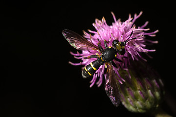 Image showing Fly