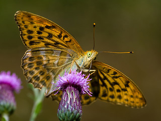 Image showing Butterfly