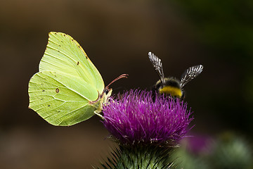 Image showing Butterfly