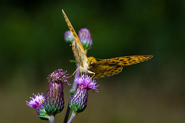 Image showing Butterfly