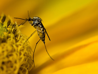 Image showing Mosquito