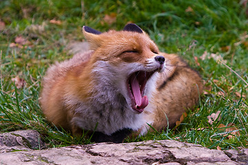 Image showing Fox