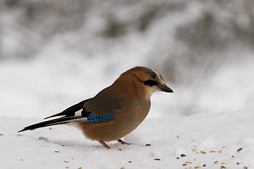 Image showing Bird