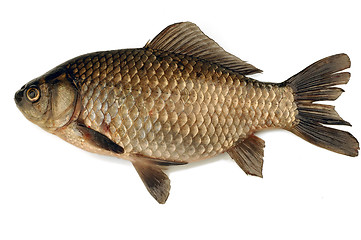 Image showing fish