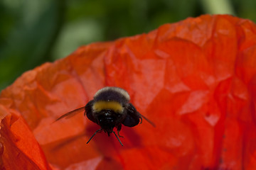 Image showing bumble bee