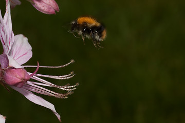 Image showing Flying bumble bee