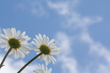 Image showing Daisies